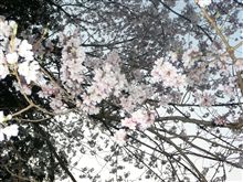 桜！