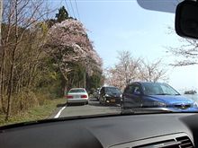 サクラ咲く．．． 