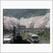 御殿場線と桜