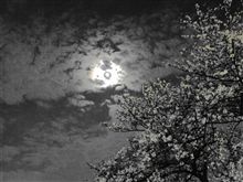 日本人の心、桜！