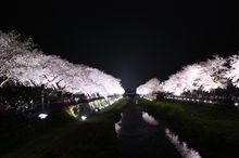 野川＠調布市の夜桜ライトアップ！