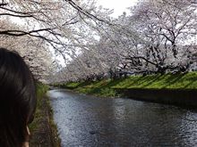 お花見