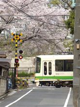 都電と桜