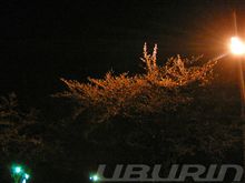 夜桜見物