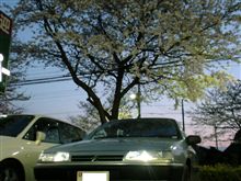桜とシトロエン
