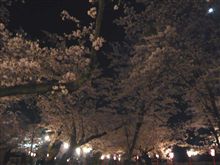 夜桜見物２
