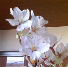 花見