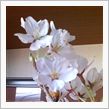 花見