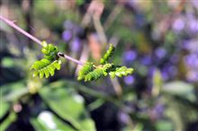 山椒の若芽～♪