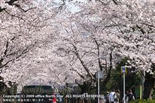 お花見・2009