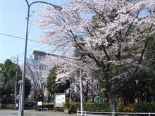 かしの森公園の桜