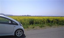 車検と菜の花畑
