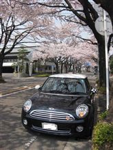 桜とミニ♪