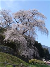 『春を撮る』