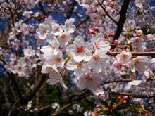 職場の桜コレクション