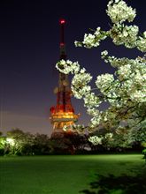 夜景と夜桜
