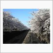 桜の国♪
