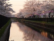 夕方の桜