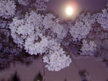 夜桜