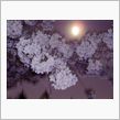 夜桜