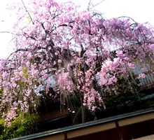 満開　ほんで満車