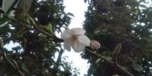 桜（あっためすぎその２）