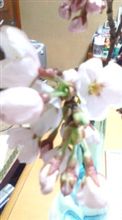 春ですね～～～