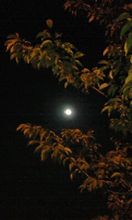 昨夜の月