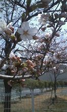 地元のサクラ２