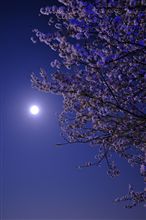 桜と烏賊