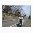 暑かったなぁ♪　桜とカブ９０