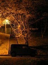夜桜中継