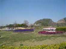 今ごろ、お花見！？