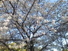 お花見~ お花見~