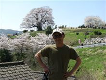 醍醐桜の要注意点