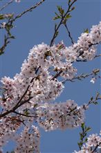 会社の桜