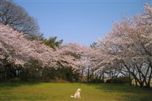 『ＨＡＣＨＩ　約束の犬』