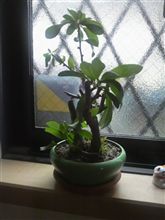 ﾊﾞﾝｻﾞ～ｲ♪＼（＾o＾）／