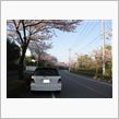 お花見日和～。
