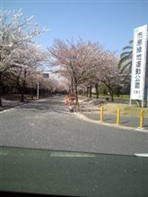さくら吹雪 ミ