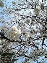 今日はいい天気