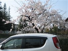 家の桜も満開です！！