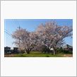 仕事前に桜