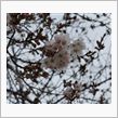 桜散る。。。　そして事故