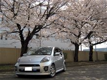 今年もＳＡＫＵＲＡ・・・((((( ^-)_∠※　お花をどうぞ