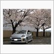 今年もＳＡＫＵＲＡ・・・((((( ^-)_∠※　お花をどうぞ