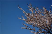 ビートで桜