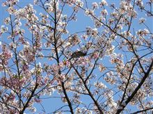近所に花見に