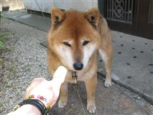 飼い犬に手を噛まれる 飼い犬に手を噛まれる