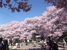 高遠城址公園－あんずの里